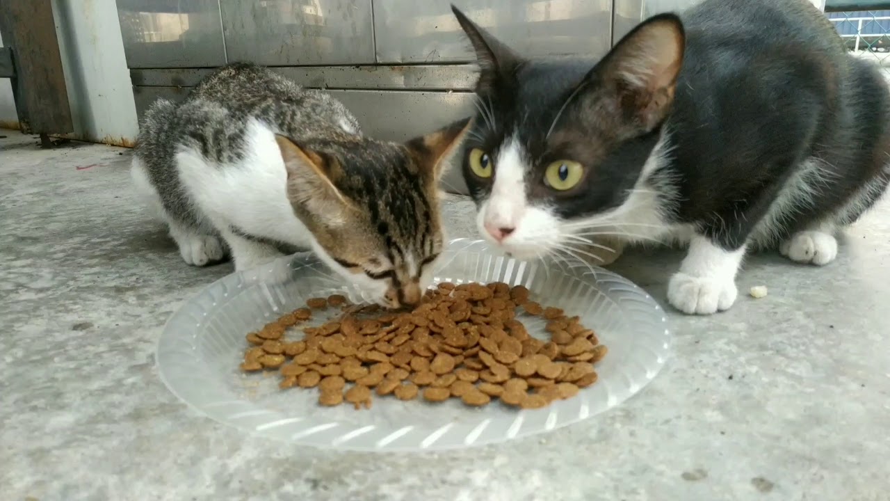 Give stray Cat food & drink. YouTube