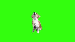 dog sings meme Green Screen