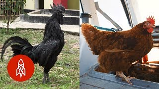 5 Stories All About Chickens