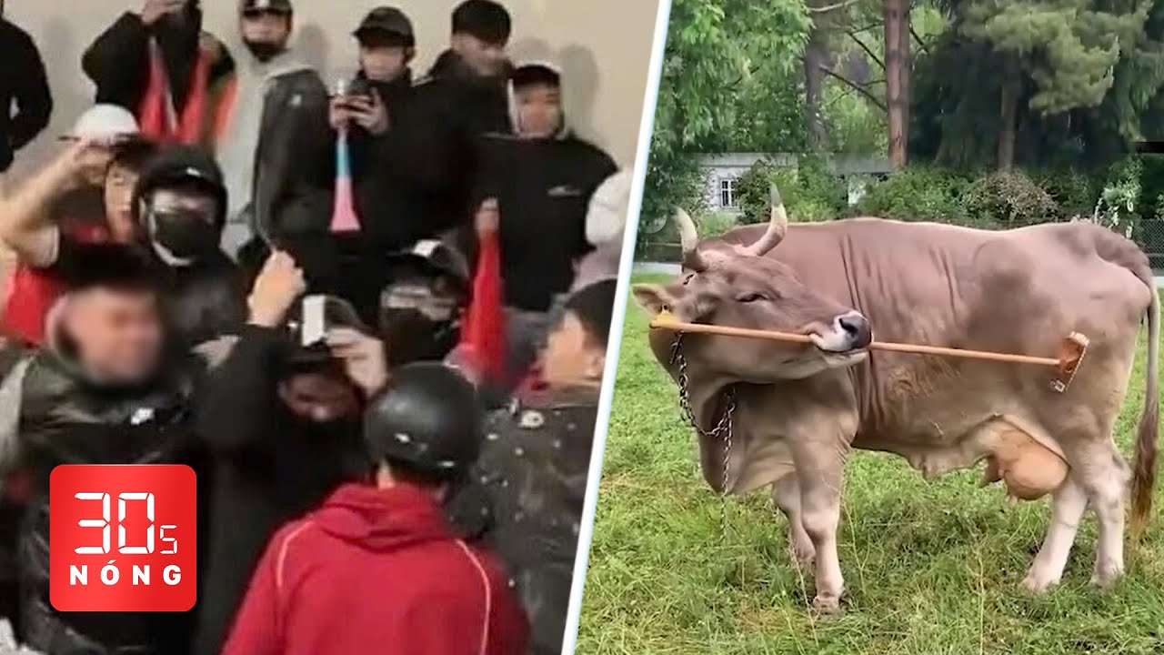 Bản tin 30s nóng: Tạm giữ nhóm sàm sỡ cô gái đêm ‘đi bão’; Bò biết dùng chổi gãi ngứa
