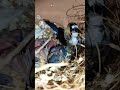 MASHA'ALLAH bengalese with Gouldian Finch chicks