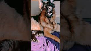 dog barking loud sound ‍ #shorts #dog #shortvideo #4k #viralshort #germanshepherd