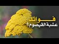 ما هي فوائد عشبة القيصوم 