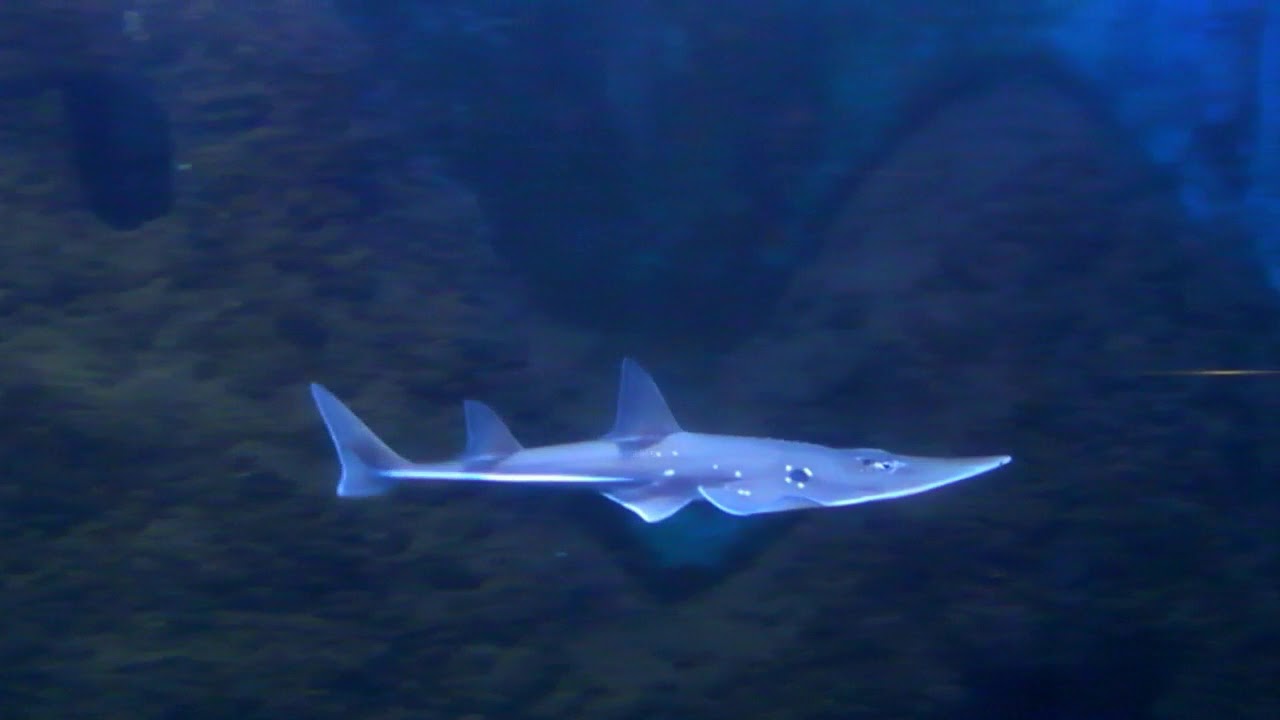 #Guitarfish