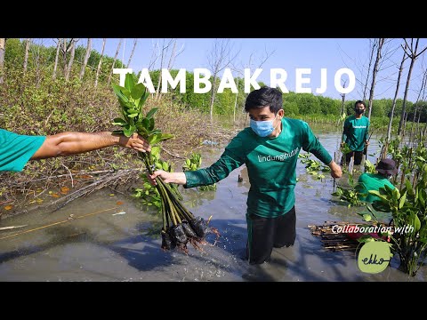 [Ekko Store x LindungiHutan] Ekko Plant a Trees, 1000 Pohon untuk Tambakrejo