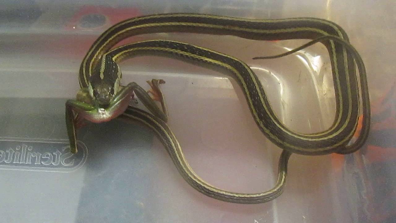 video phone beyonce mp3 frogsnake
