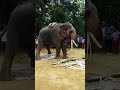 ELEPHANT URINATING