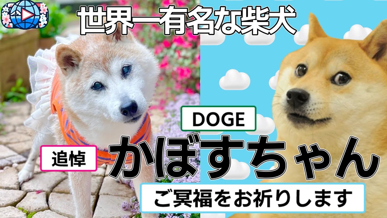 世界一の柴犬、ネットミーム、かぼすちゃん【海外の反応】 - YouTube