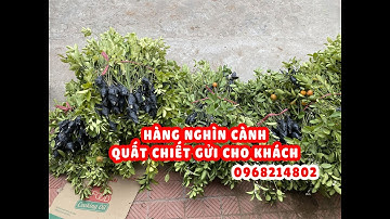 Hàng nghìn cành quất chiết ship đi toàn quốc. Giống quất chiết, cây giống quất chuẩn giá tận vườn