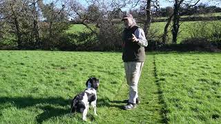 Early Dummy Training by Working Springer Guernsey 271 views 2 months ago 8 minutes, 8 seconds