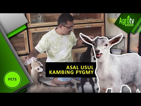 Video: Apakah Pigmi Kambing Membuat Hewan Peliharaan yang Baik?