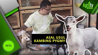 ASAL USUL KAMBING PYGMY