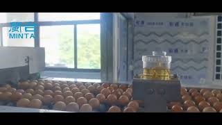 🥚 MINT‑TAI High‑capacity 60,000 eggs/hour  egg grading & packing line for commercial layer farms
