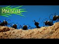 Minuscule - fourmis à la noix/Shellproof (Season 1)
