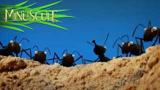Minuscule - fourmis à la noix/Shellproof (Season 1)