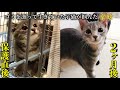 ゴミを漁って生きていた子猫が家猫になるまで｜保護猫アースの成長記録