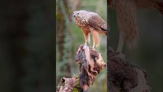 Savage Rat Hunt in Mid-Air 🦅🐀🔥 | Nature’s Deadliest Hunter #shorts #viral