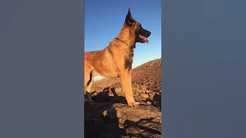 عشق صيد البراري كلاب مالينوا Afrika Morroco 