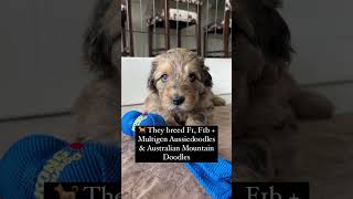 Check out SignatureDoodles.com to see how to bring home an #Aussiedoodle puppy! #sponsored