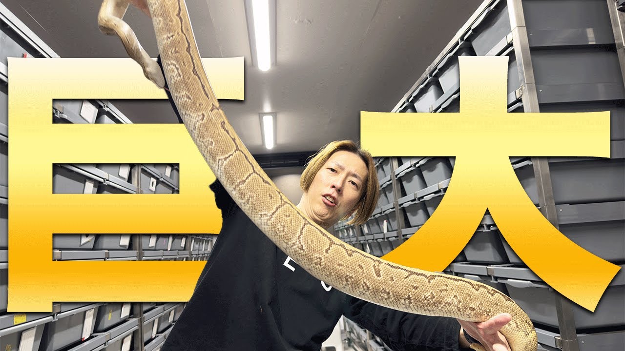 Extraordinary Size】The Enormous Body of a Grown Ball Python - YouTube