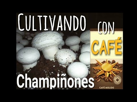 Video: Java Sin Fluctuaciones: Café Con Champiñones