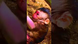 Happened Sad Thing Of A Newborn Baby Monkey
