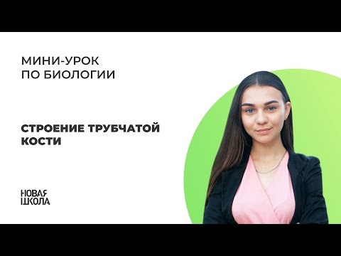 НШ | Биология. Строение трубчатой кости