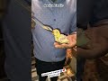 Hand Tamed Decino Love Birds | #tranding #lovebirds #parrot #shortvideo #handtamed