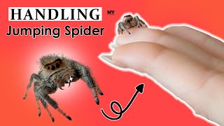 Jumping Spider Handling | Handling Moody the Spoody