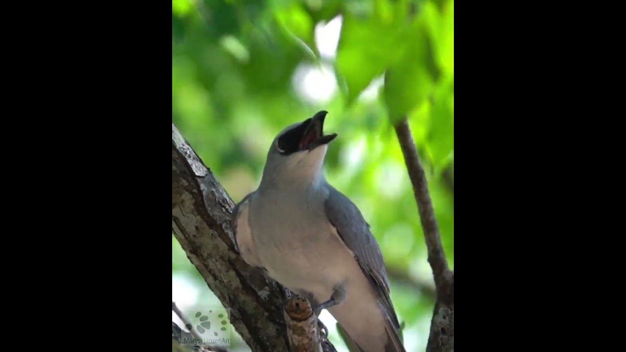 White-bellied Cuckoo-shrike  