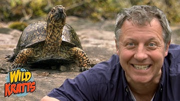 Defensive Creature Powers | Box Turtles! | Wild Kratts "Box Turtled In!"