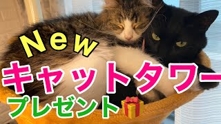 猫達に新しいキャットタワーをプレゼント！居場所が出来て大喜び！