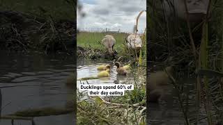 12 More Ducklings and Fun Facts #farmanimals #animalfacts #funfacts #babyanimals #homesteading