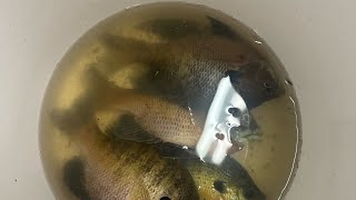 Bluegill Fishing