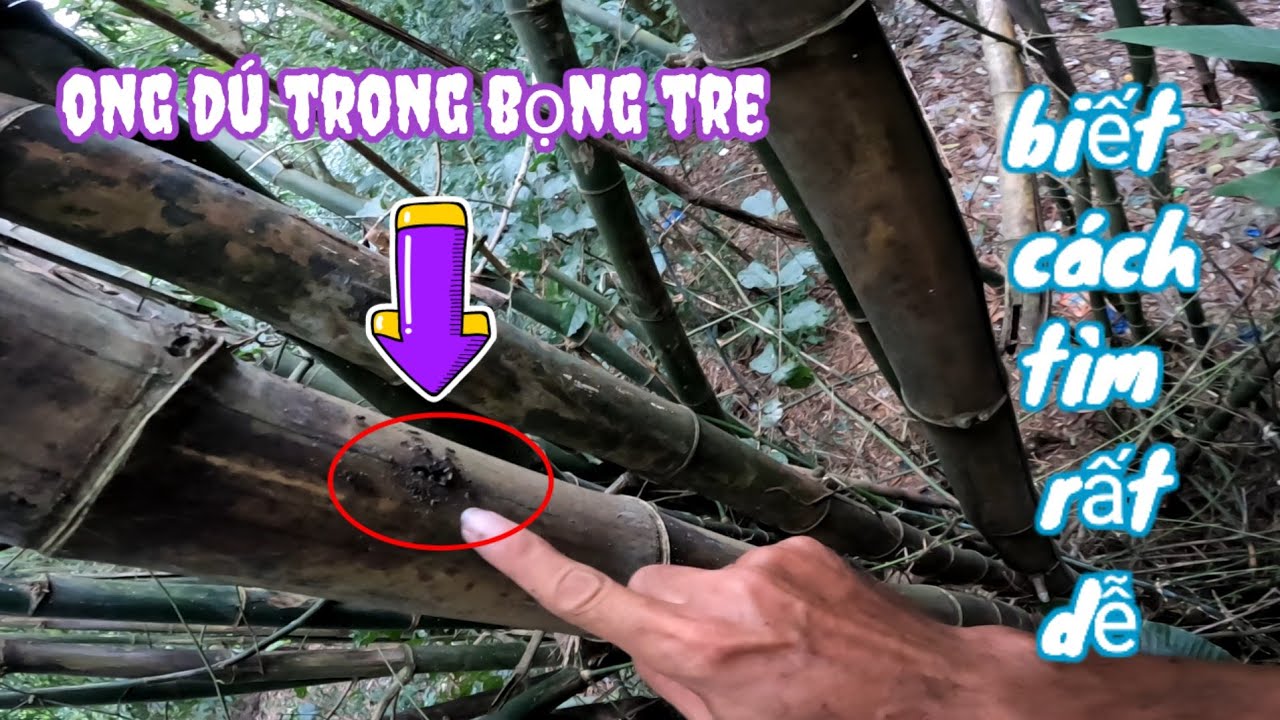 cách tìm tổ ong dú trong ống tre khi phát hiện 1 tổ thì có thể được nhiều hơn nữa