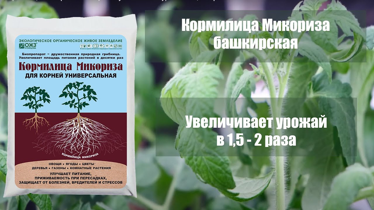 Применение микоризы для рассады томатов. Микориза для томатов. Микориза для рассады томатов. Кормилица микориза. Микориза Башкирская.