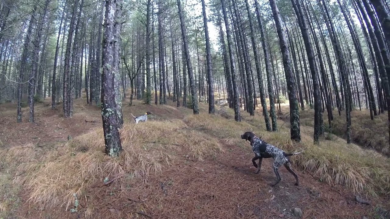 Κυνήγι μπεκάτσας με Kurzhaar τον άριστο συνεργάτη/ Snipe hunting with Kurzhaar the excellent partner