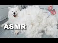ASMR Relaxing Dog Grooming 🐶✂️ I MAYASMR