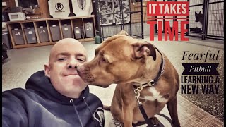 How to Train a Fearful Pitbull