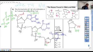 c242w23 L22 w22T4 II III 1f Draw a trinucleotide