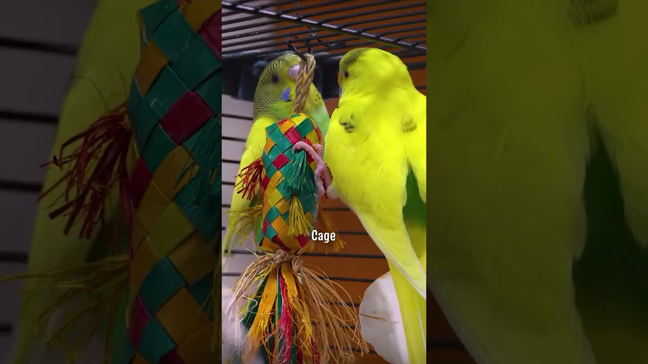 What Makes A Bird Cage Right Watch Before You Buy 