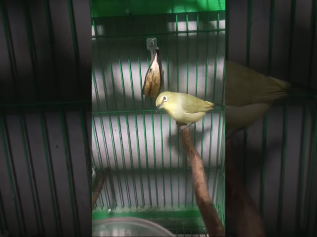 burung pleci rasa kenari #pleci #plecigacor #plecigacornembak #plecibuxtoni #plecitembakankenari class=