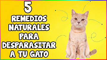 ¿Puedo desparasitar yo mismo a mi gato?