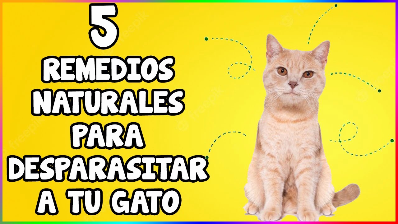 Cómo Desparasitar a Tu Gato (5 Remedios Naturales) - SiamCatChannel -  YouTube