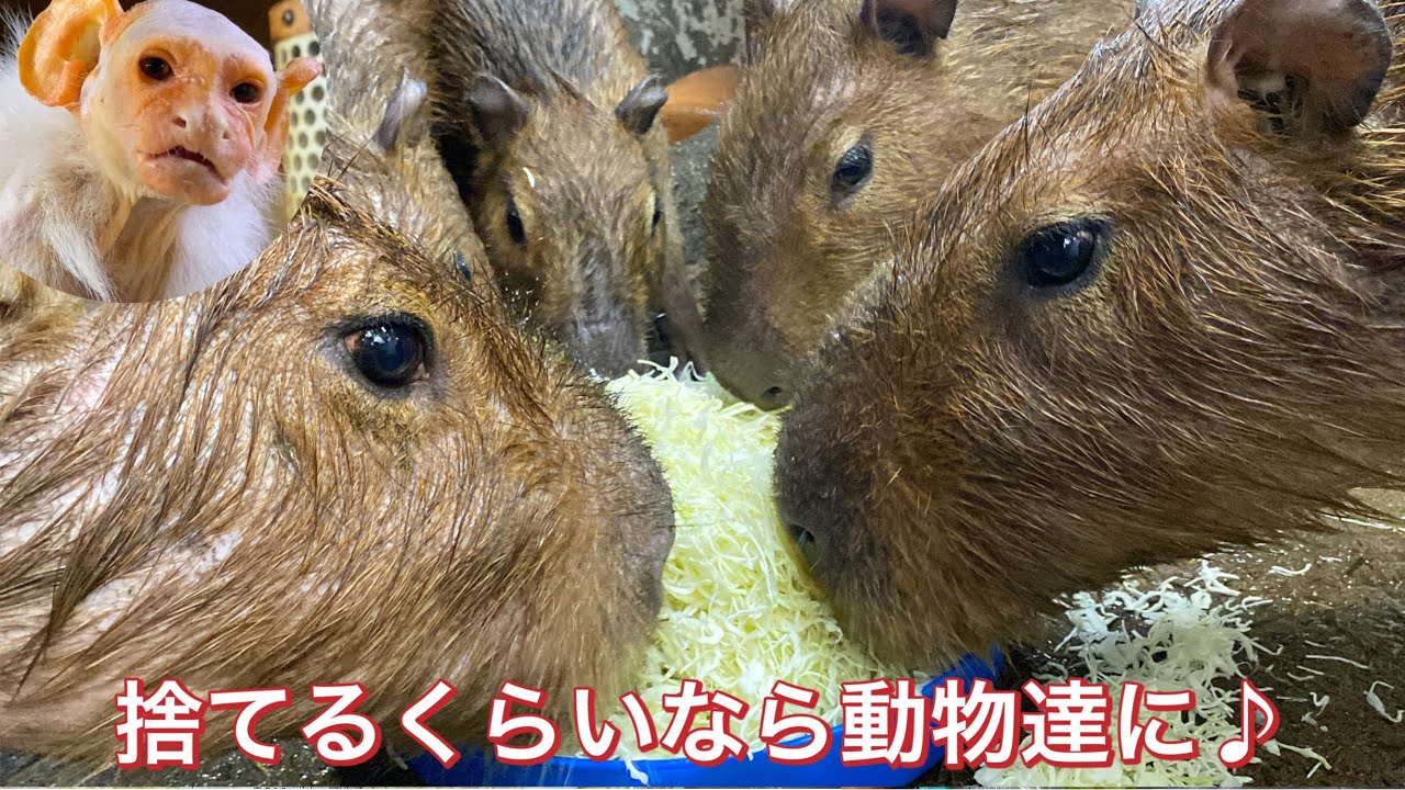 廃棄される千切りキャベツ・・・。捨てられるならと動物達に持ってきて下さいました♫