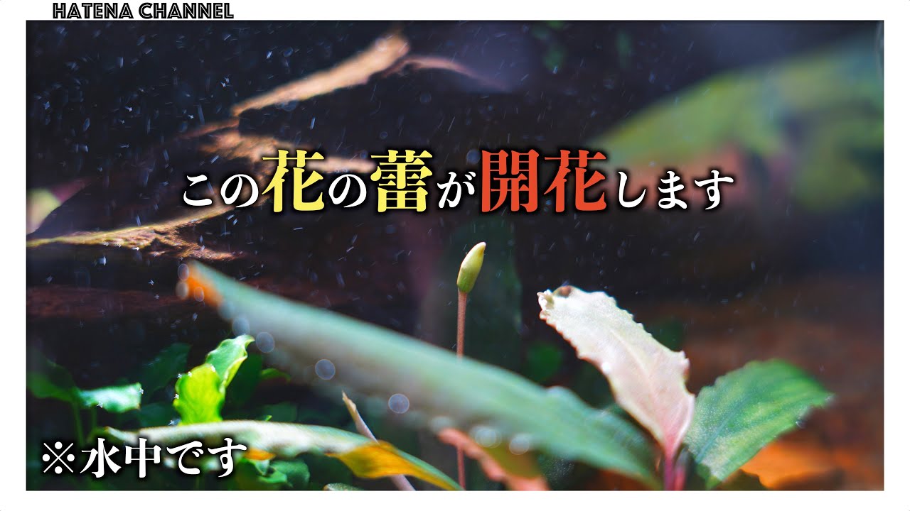 Impressive] Bucephalandra blooms / Flowers that bloom underwater