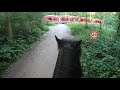 Ostsee Shires / Abendausritt / Verkehssicherheit / Bahnübergang / B76 / Schusteracht / Shire Horse