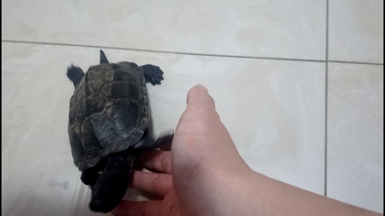 🐢Turtle behavior like a dog🙋