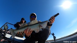 видео: Рыбалка с лодки ORIONBOAT 49 Fish. Ловим судака и щуку. А так же миграция лосей =) картинка: Рыбалка с лодки ORIONBOAT 49 Fish. Ловим судака и щуку. А так же миграция лосей =)