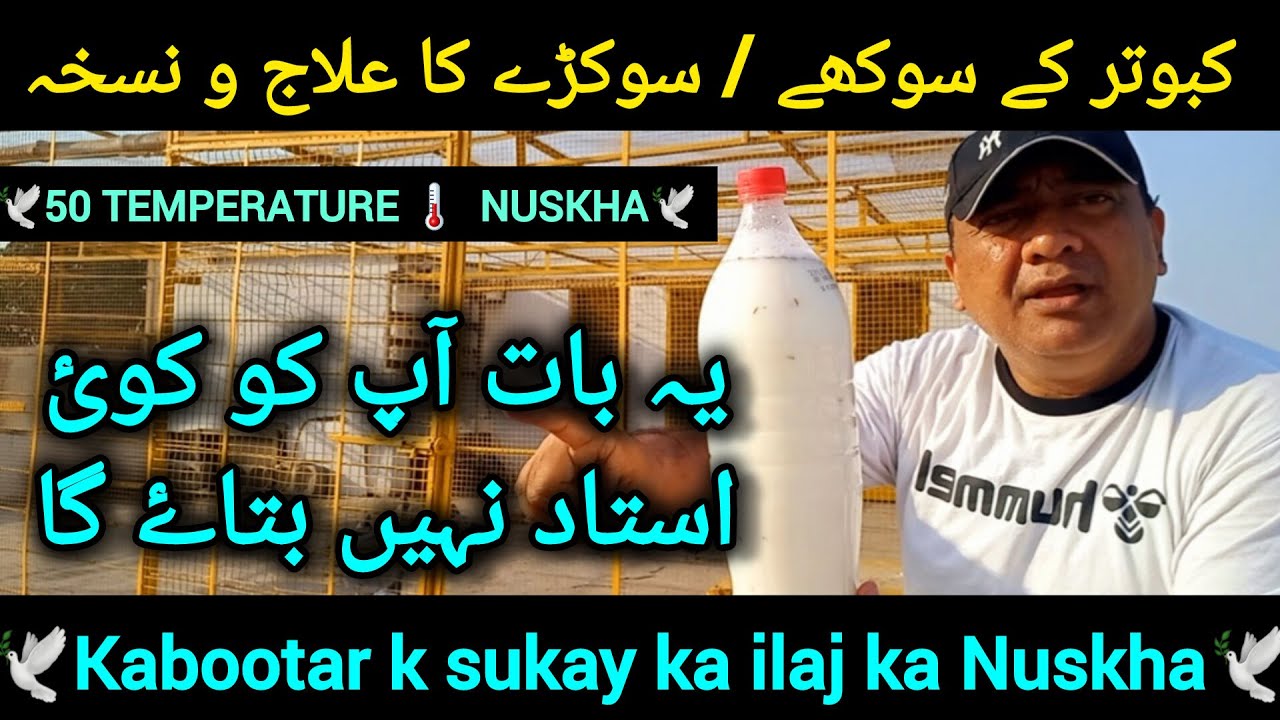 Kabootar kay sukhay , sukary ka ilaj | kabutar k sukary k ilaj ki dawai | pigeon Medicine